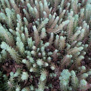 Sedum reflexum montanum
