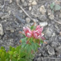 Sedum rhodanthum 2 
