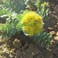 Sedum rhodiola rosea 1