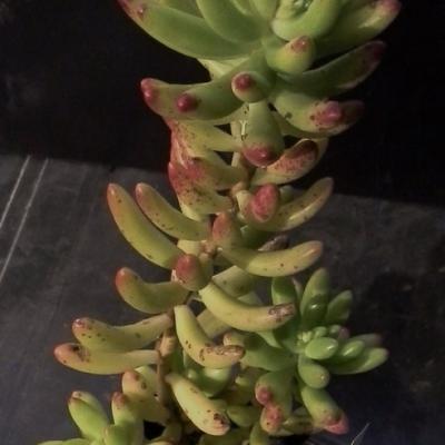 Sedum santa barbara copier