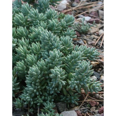 Petrosedum sediforme 'Sylver'